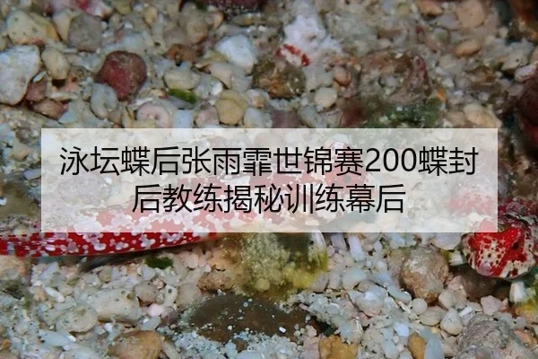 泳坛蝶后张雨霏世锦赛200蝶封后教练揭秘训练幕后